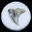 Hemipristis Shark Tooth Fossil #4148-1